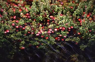 蔓越莓 - Persephone 植萃圖鑑