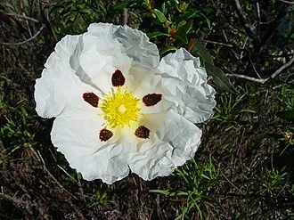 岩薔薇