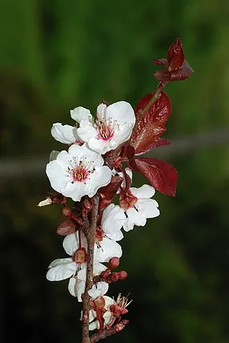 櫻桃李 - Persephone 植萃圖鑑
