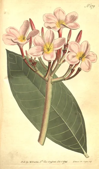 雞蛋花