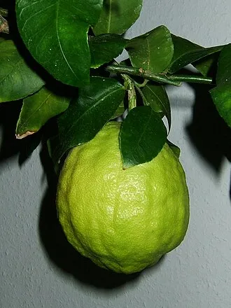 香櫞