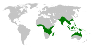 槲蕨