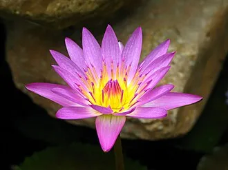 睡蓮