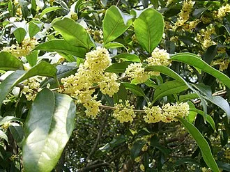 桂花 - Persephone 植萃圖鑑