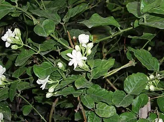 茉莉花
