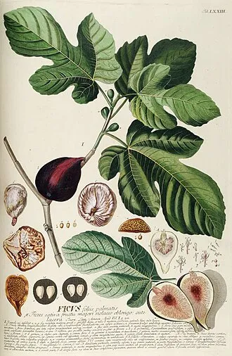 無花果 - Persephone 植萃圖鑑