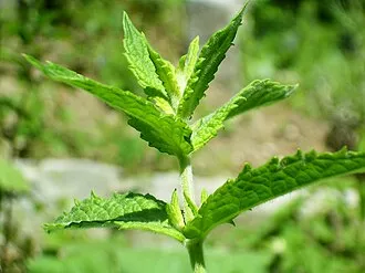 綠薄荷