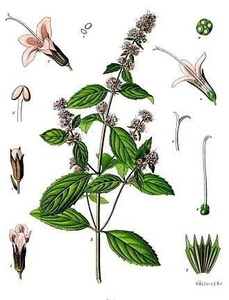 胡椒薄荷 - Persephone 植萃圖鑑