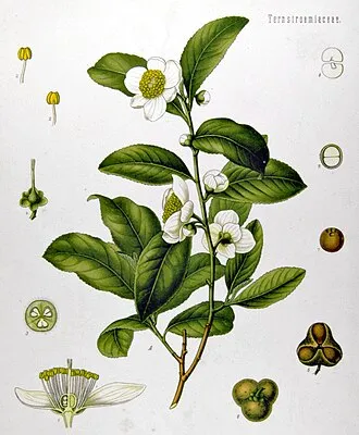 茶樹