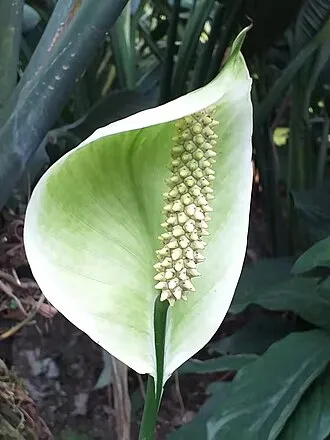 白鶴芋 - Persephone 植萃圖鑑