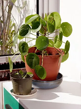 鏡面草
