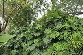 龜背芋