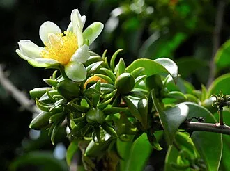 仙人掌 - Persephone 植萃圖鑑