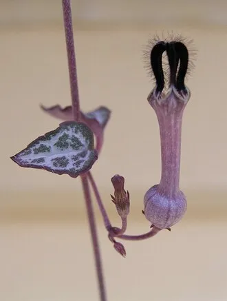 愛之蔓