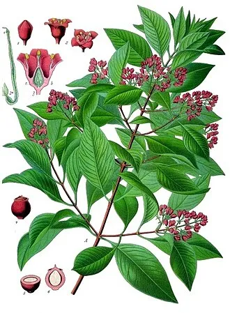 檀香 - Persephone 植萃圖鑑